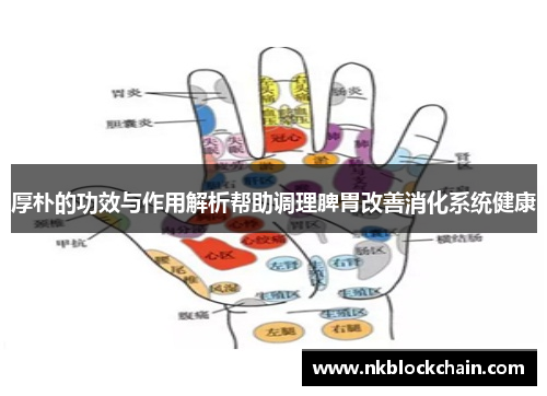 厚朴的功效与作用解析帮助调理脾胃改善消化系统健康